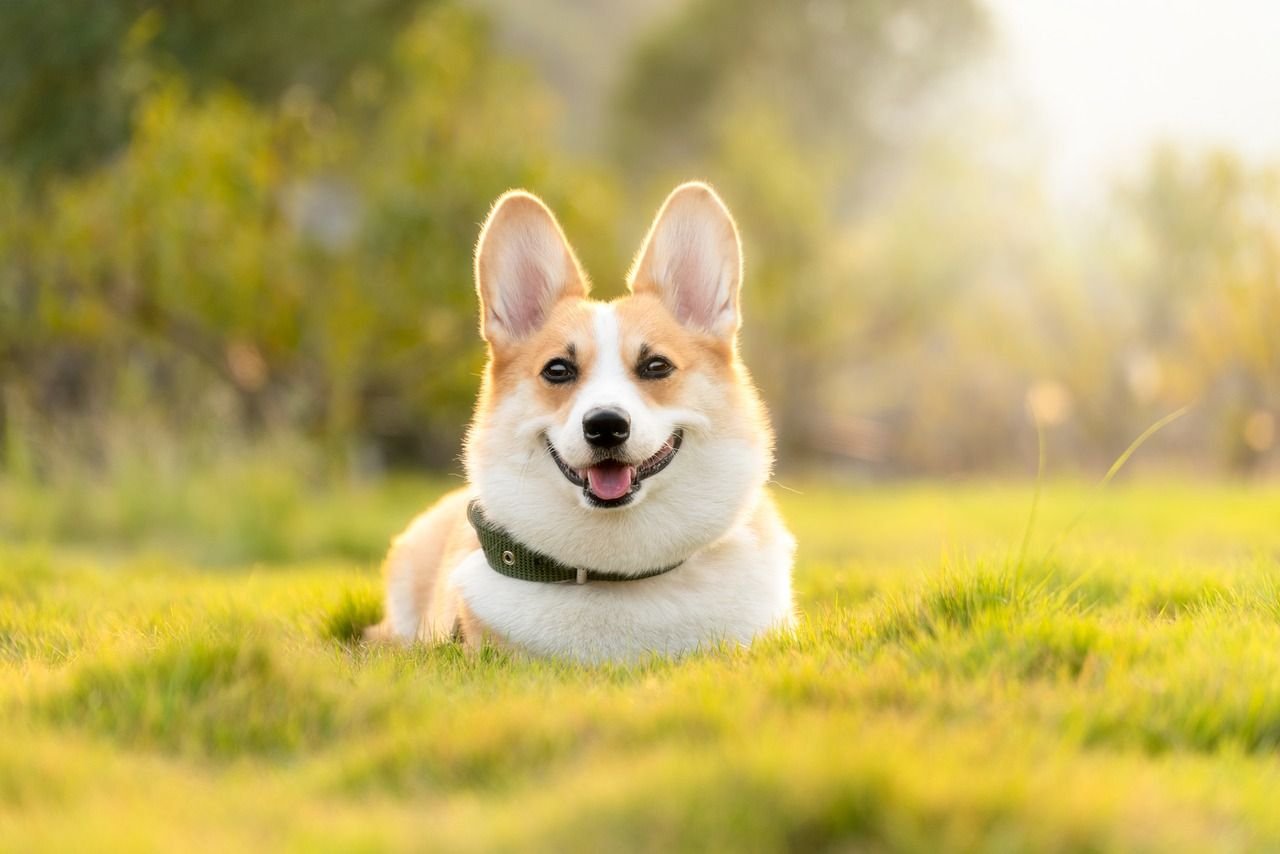 Animais protegidos pela Bioanimal