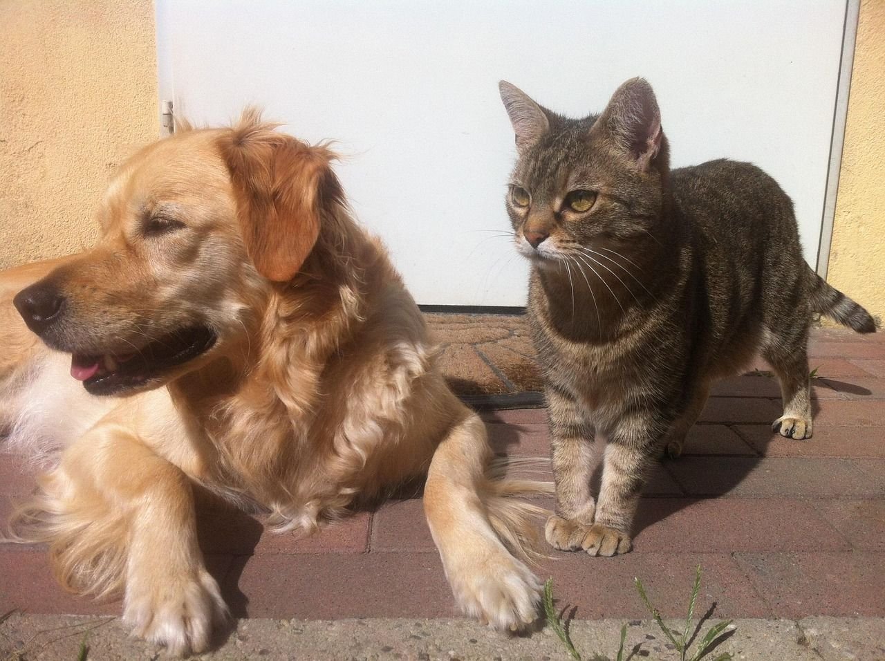 Animais silvestres