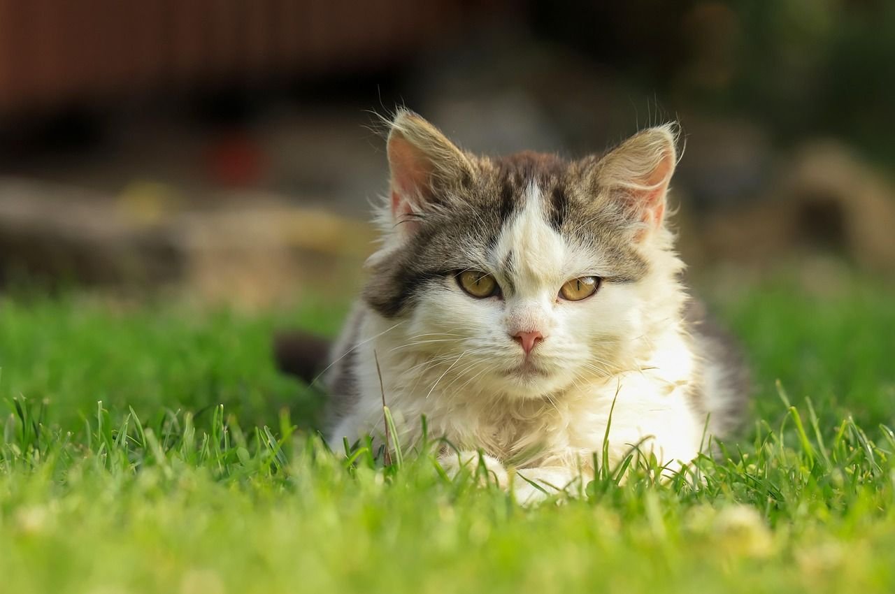 Cães e gatos resgatados